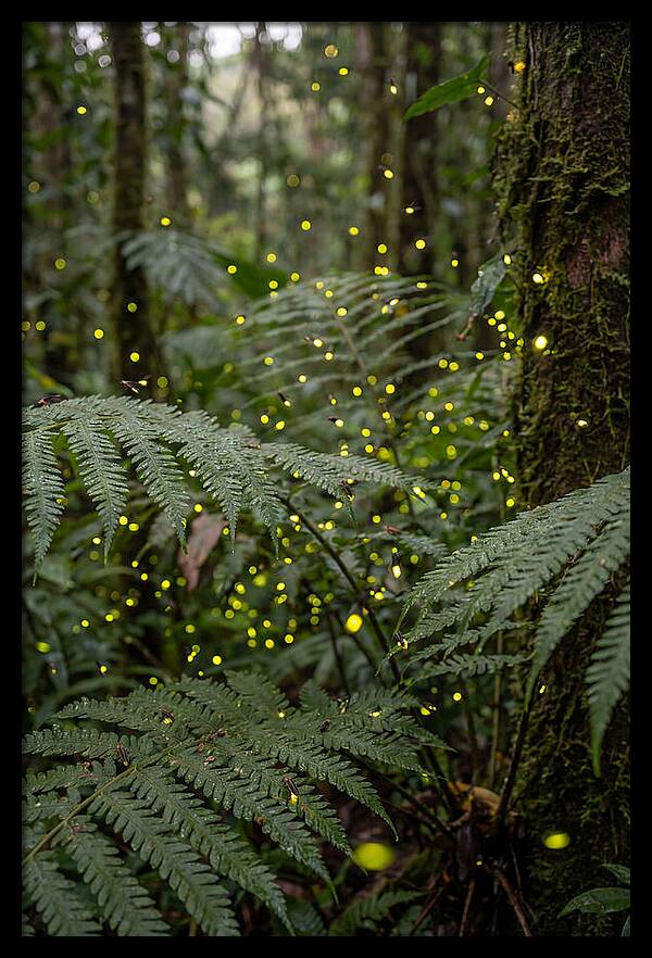 Summer Firefly Glow