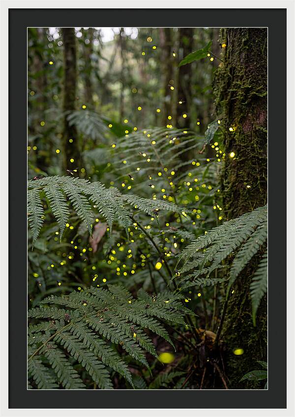 Summer Firefly Glow