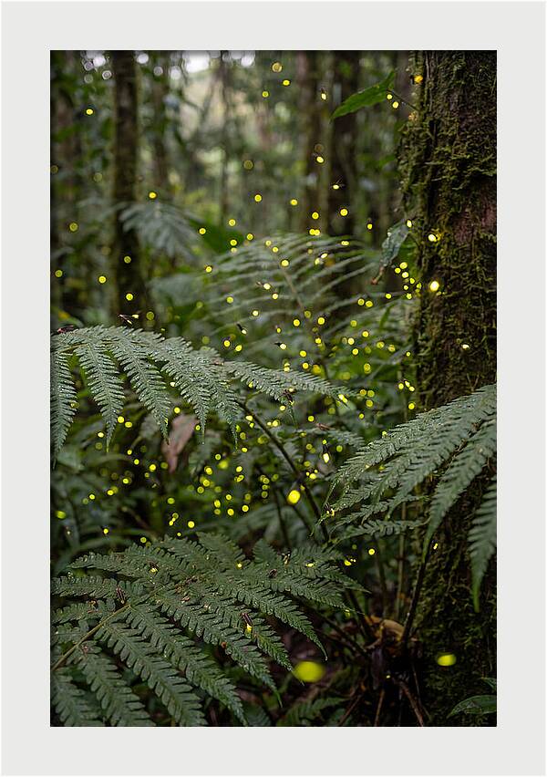 Summer Firefly Glow