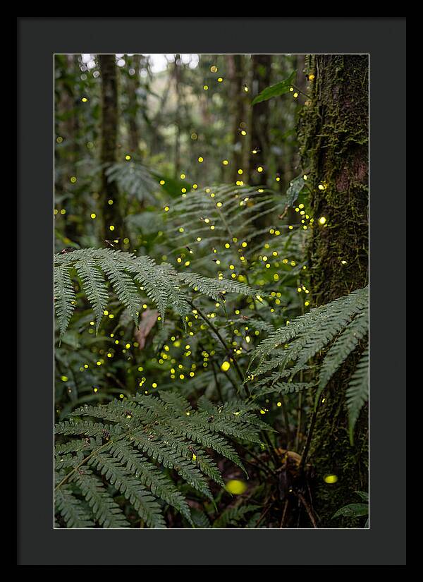 Summer Firefly Glow