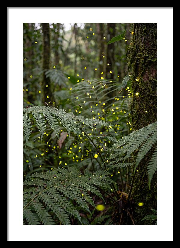Summer Firefly Glow