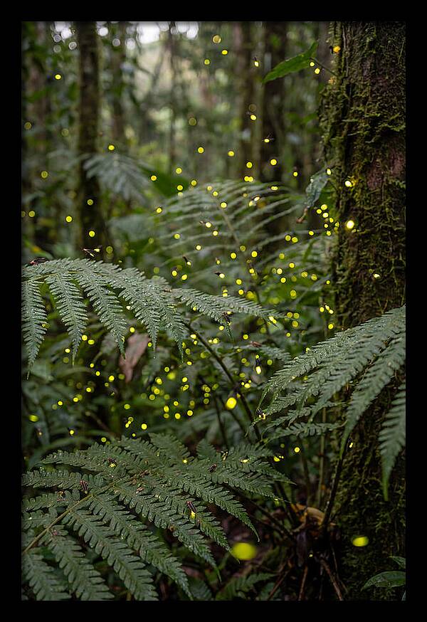 Summer Firefly Glow