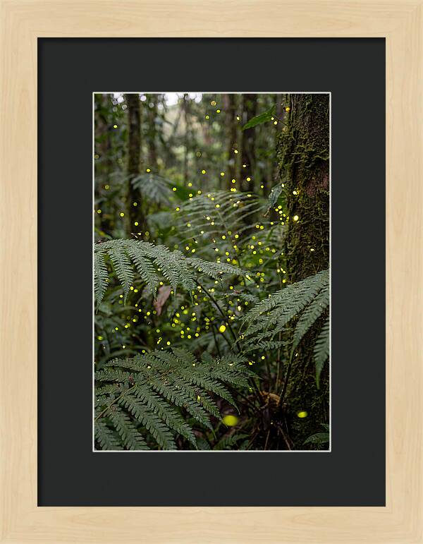 Summer Firefly Glow
