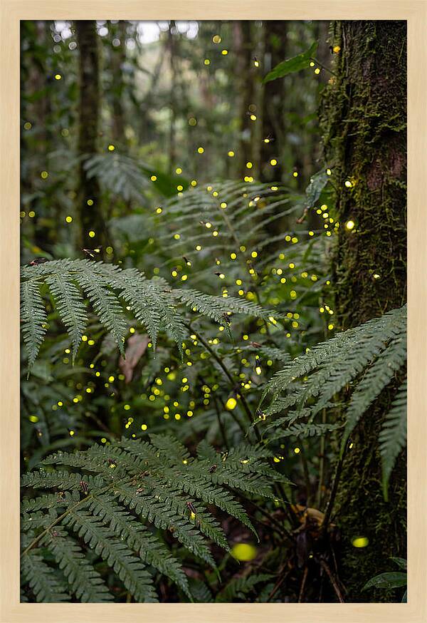 Summer Firefly Glow