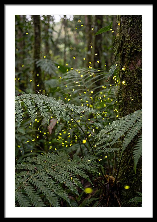 Summer Firefly Glow