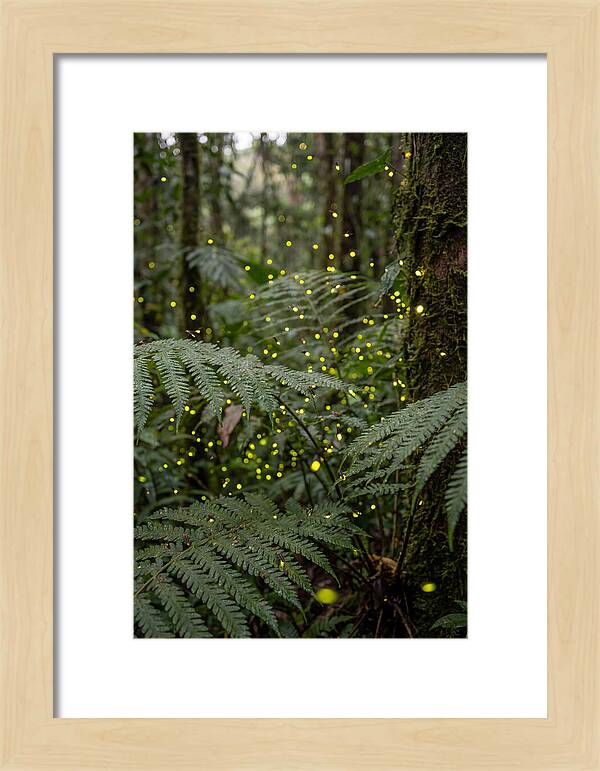 Summer Firefly Glow