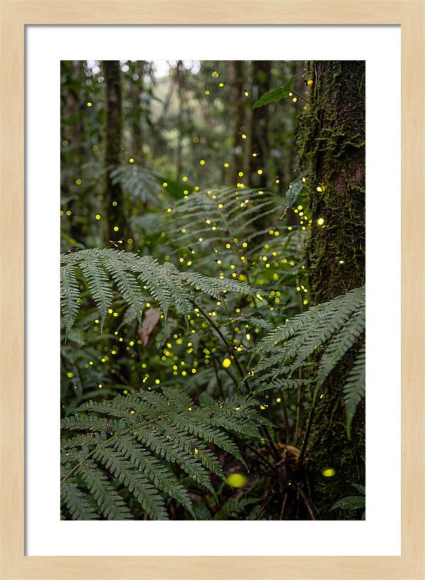 Summer Firefly Glow