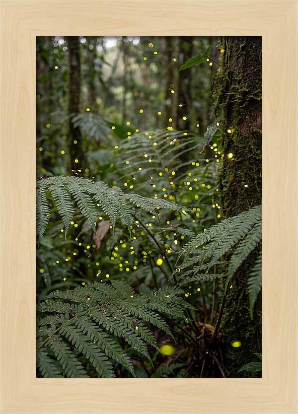 Summer Firefly Glow