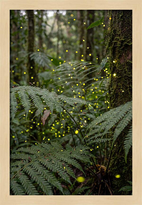 Summer Firefly Glow