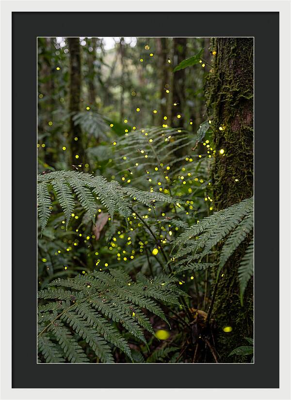 Summer Firefly Glow