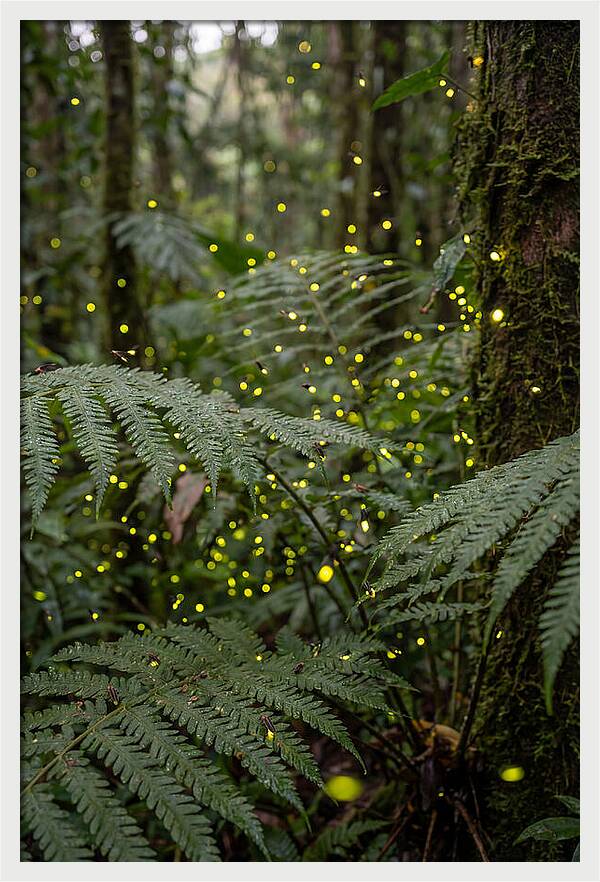 Summer Firefly Glow