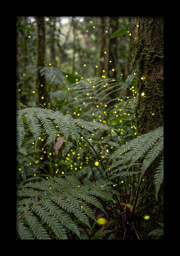 Summer Firefly Glow