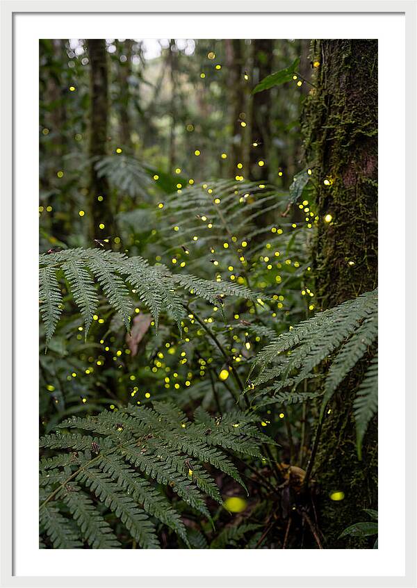 Summer Firefly Glow