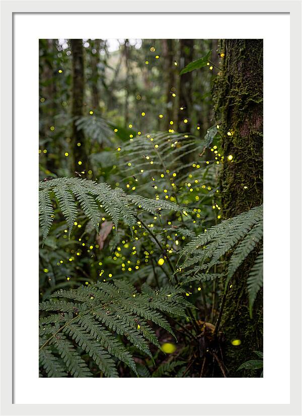 Summer Firefly Glow