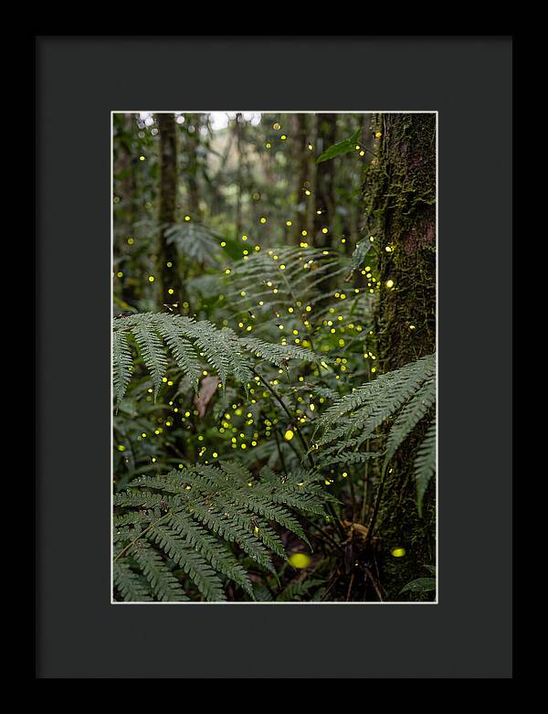 Summer Firefly Glow