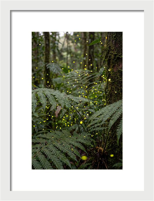 Summer Firefly Glow