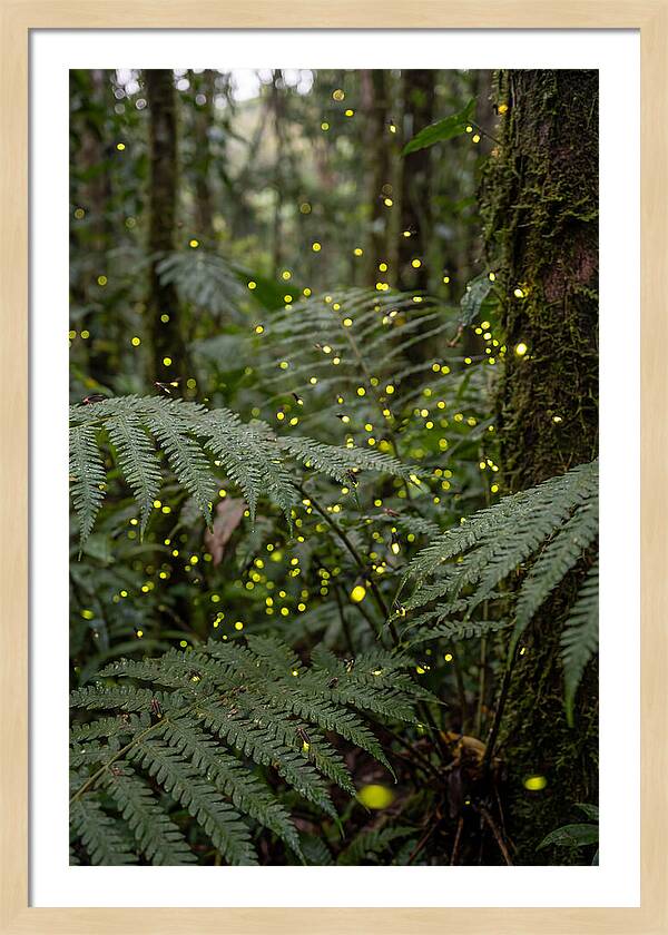 Summer Firefly Glow