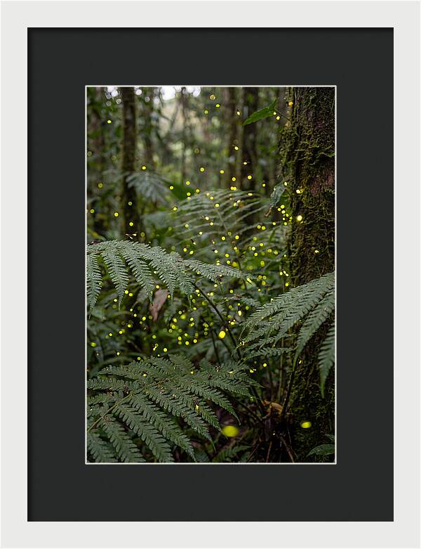 Summer Firefly Glow
