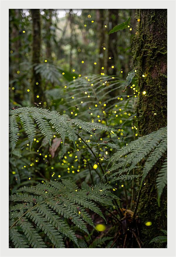 Summer Firefly Glow