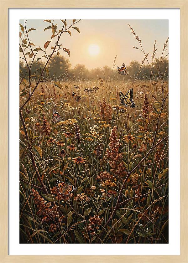 Summer Flower Meadow With Butterflies