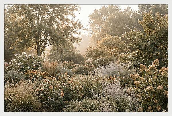 Summer Garden In Full Color