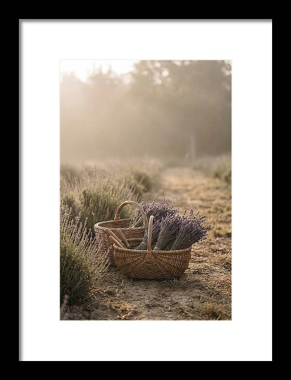 Summer Lavender Harvest