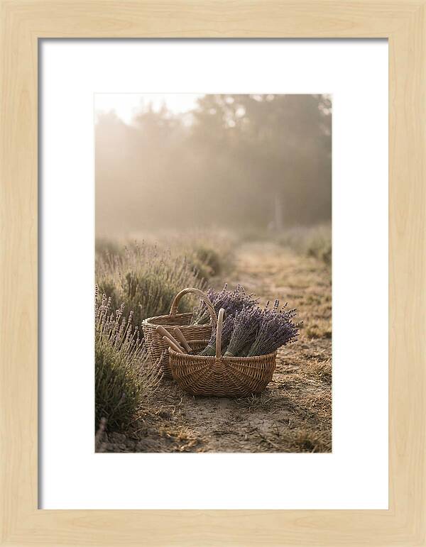 Summer Lavender Harvest