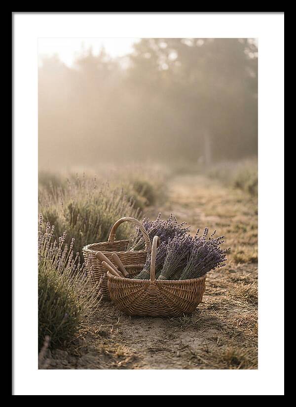 Summer Lavender Harvest