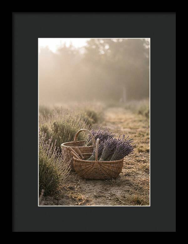 Summer Lavender Harvest