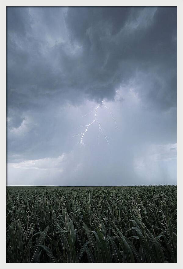Summer Thunderstorm Over Corn Field