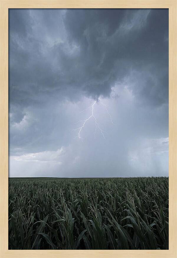 Summer Thunderstorm Over Corn Field