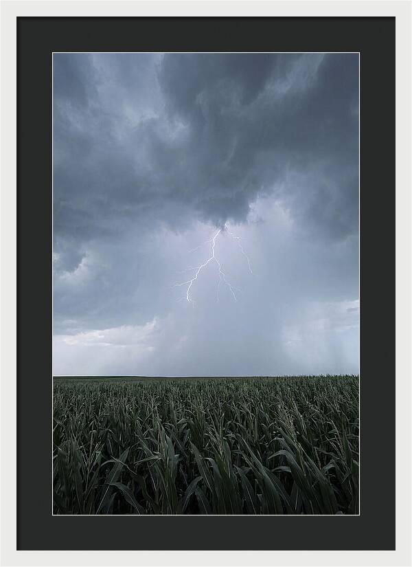 Summer Thunderstorm Over Corn Field