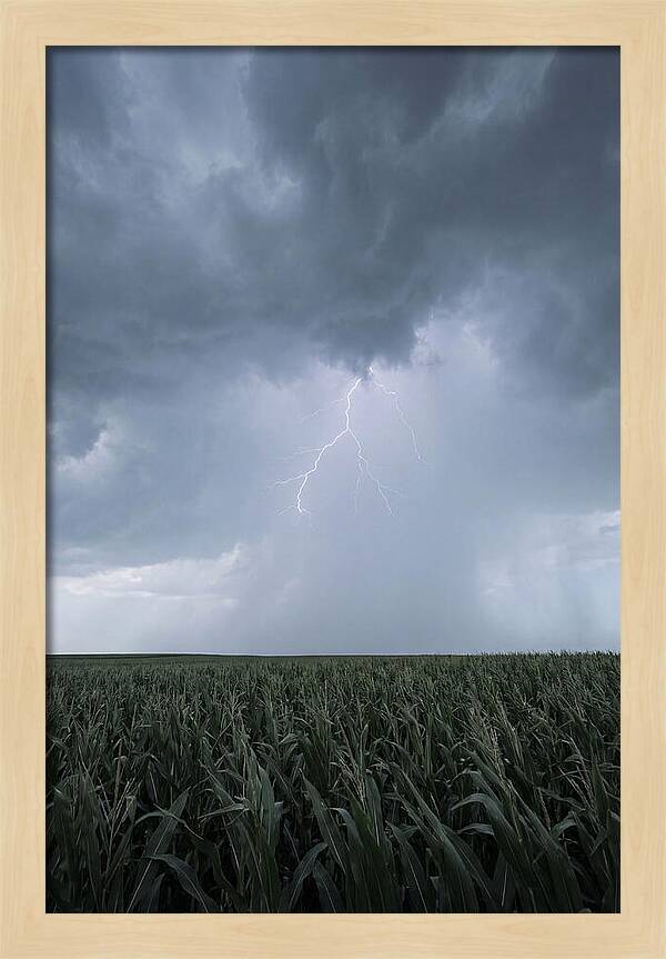 Summer Thunderstorm Over Corn Field
