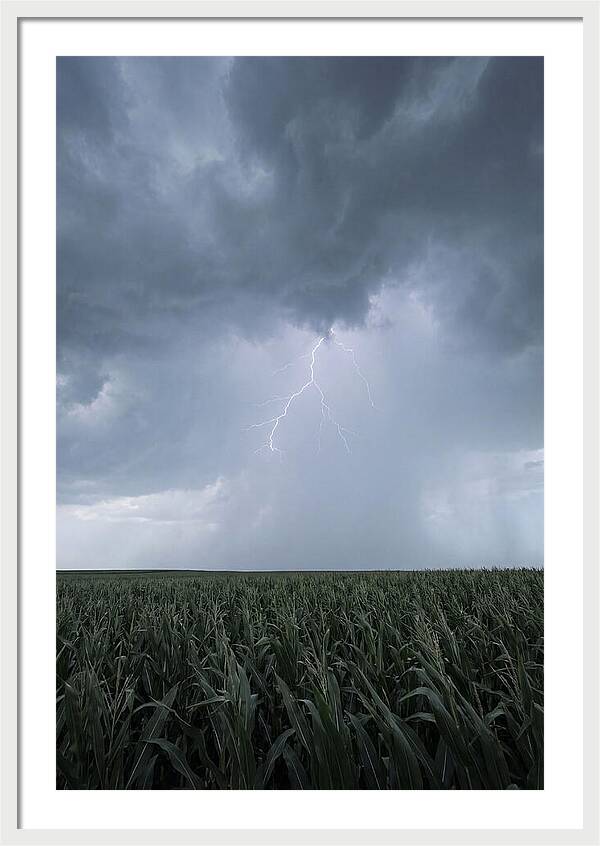 Summer Thunderstorm Over Corn Field