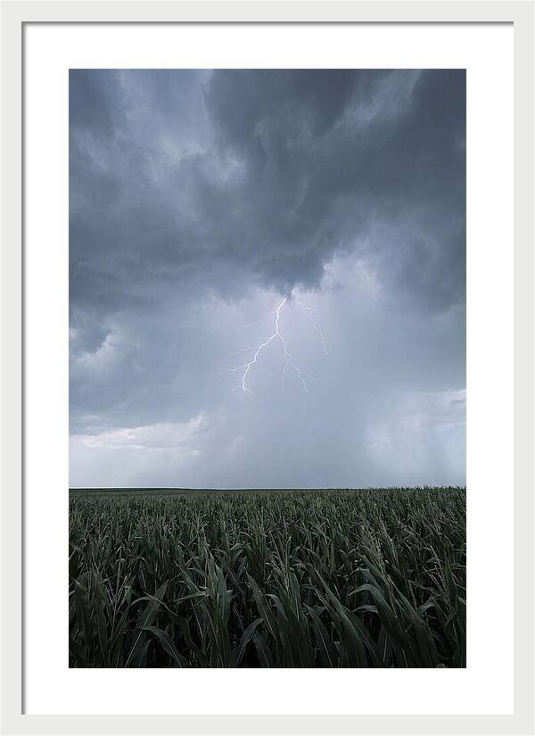 Summer Thunderstorm Over Corn Field