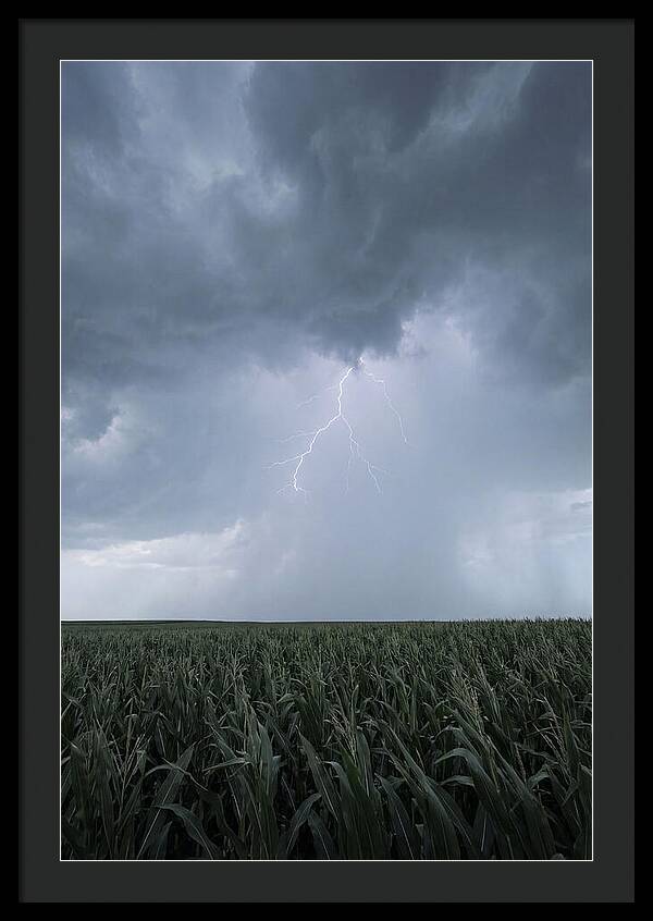 Summer Thunderstorm Over Corn Field