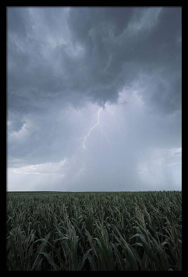 Summer Thunderstorm Over Corn Field