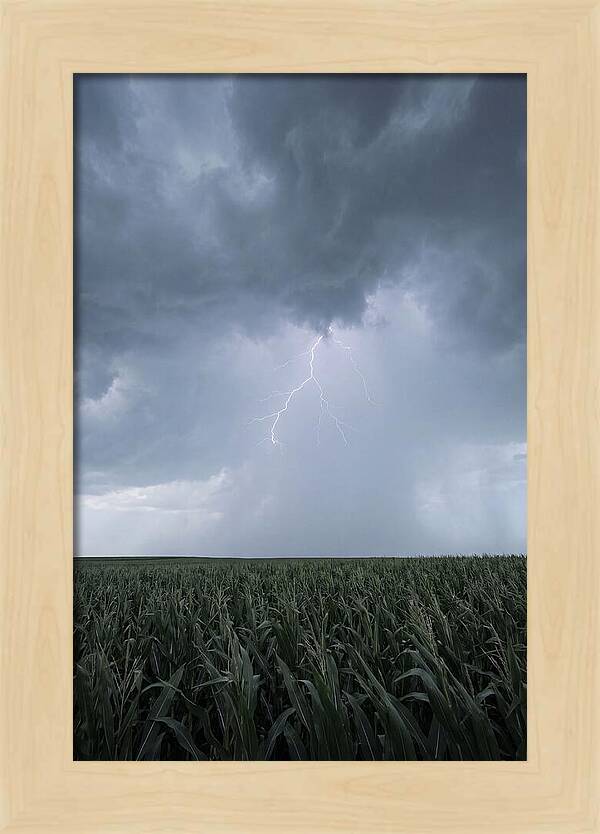 Summer Thunderstorm Over Corn Field