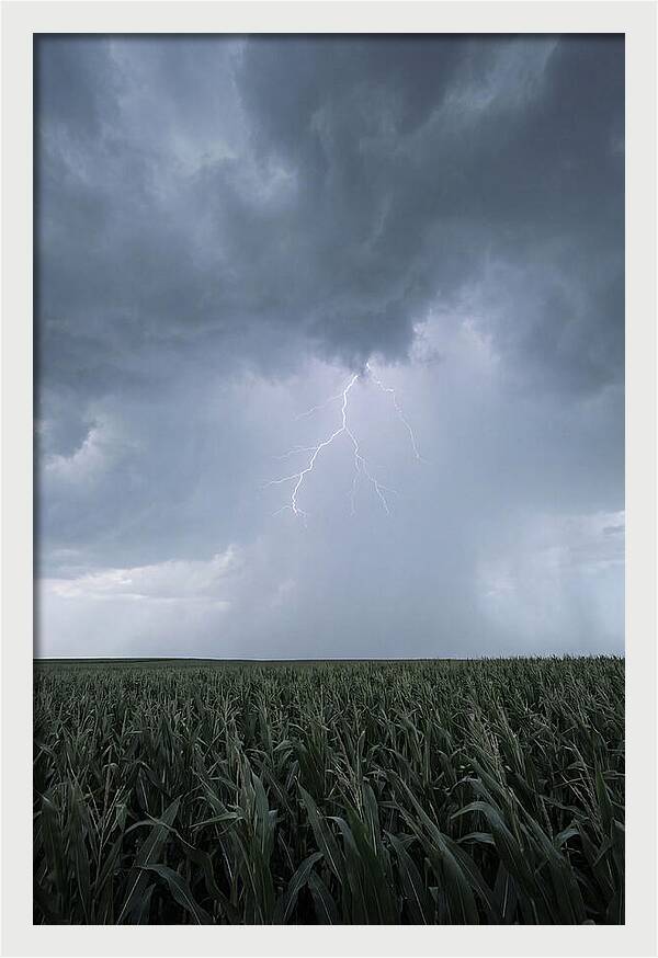 Summer Thunderstorm Over Corn Field