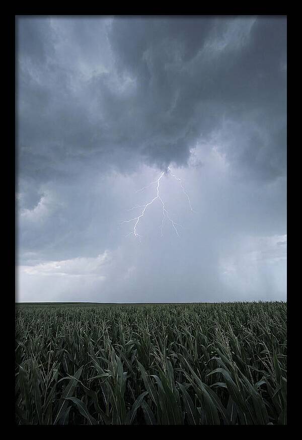 Summer Thunderstorm Over Corn Field