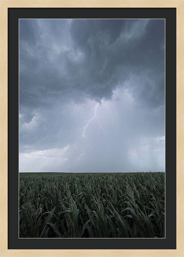 Summer Thunderstorm Over Corn Field