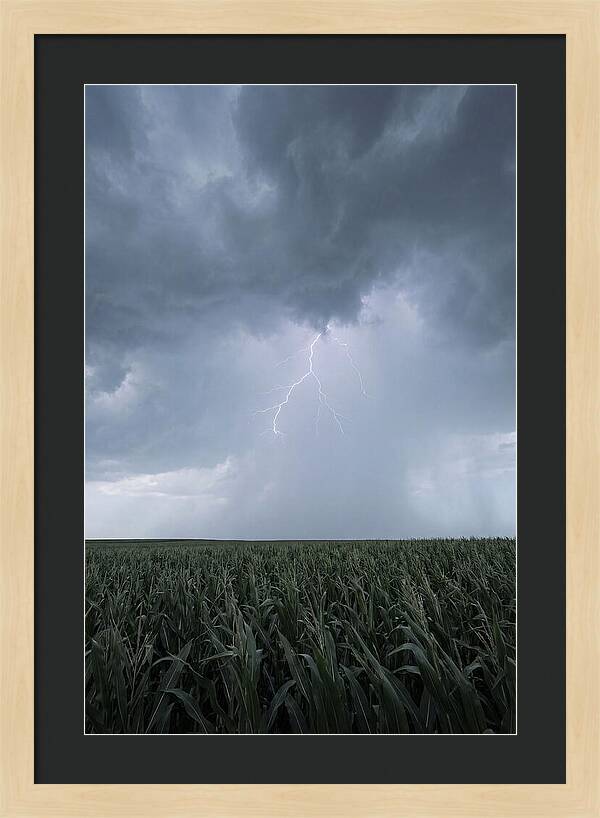 Summer Thunderstorm Over Corn Field