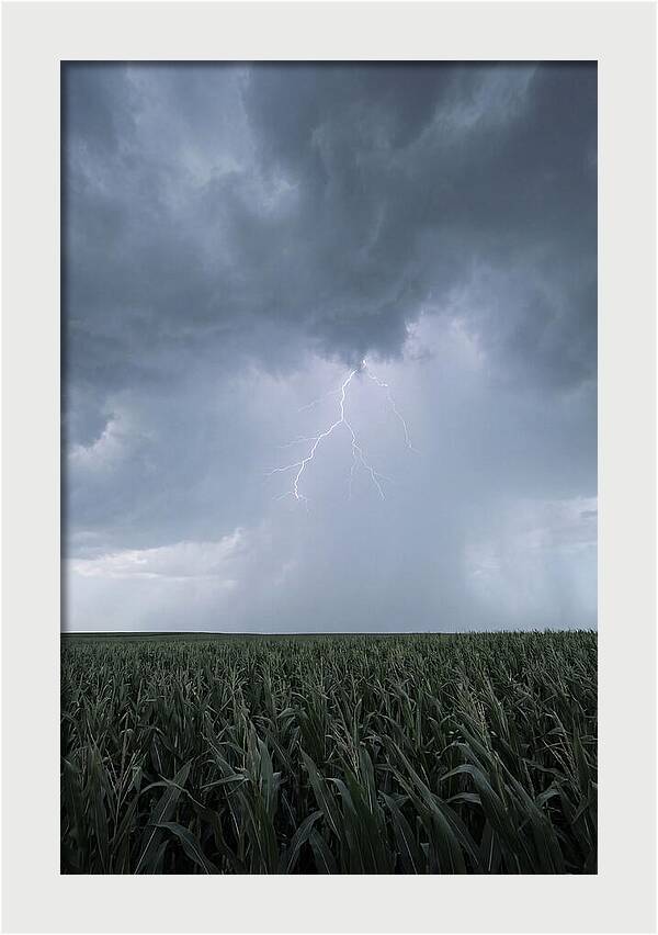 Summer Thunderstorm Over Corn Field