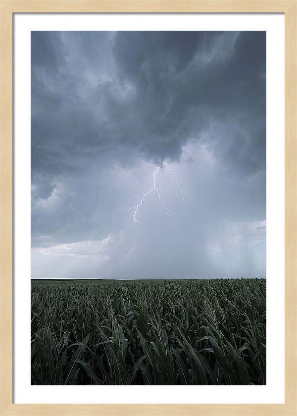 Summer Thunderstorm Over Corn Field