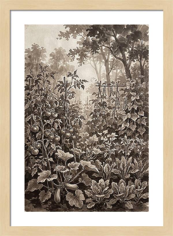 Summer Vegetable Garden At Peak Harvest