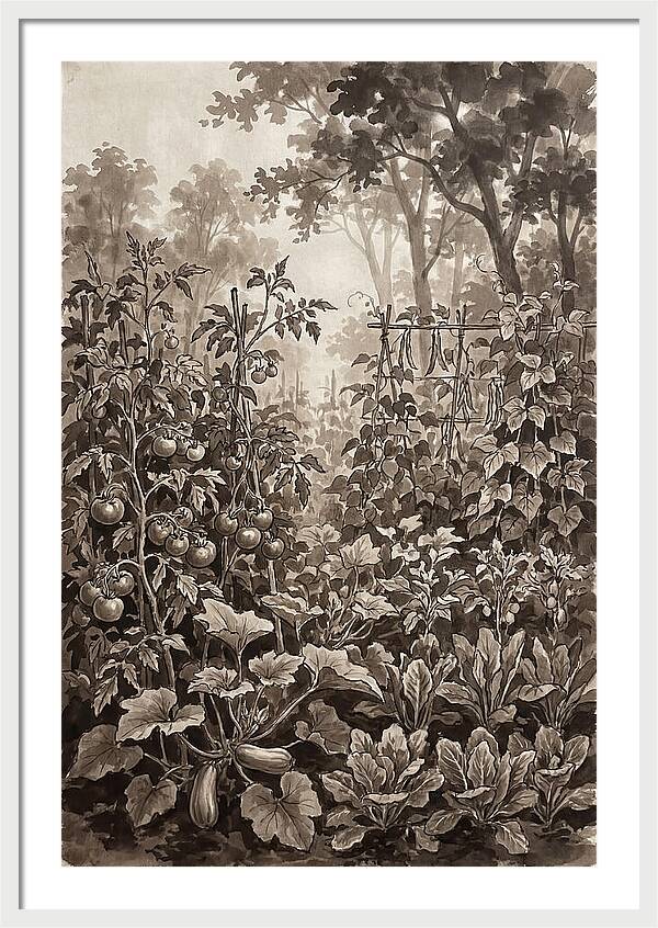 Summer Vegetable Garden At Peak Harvest