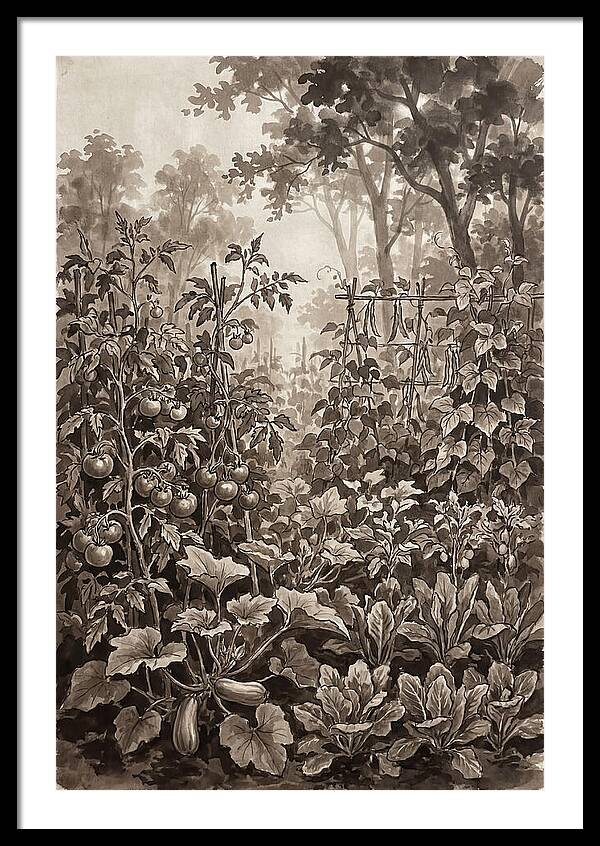 Summer Vegetable Garden At Peak Harvest