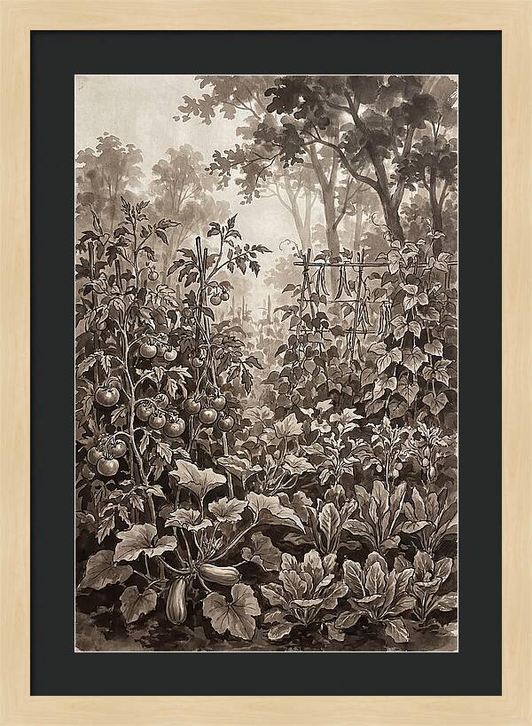 Summer Vegetable Garden At Peak Harvest