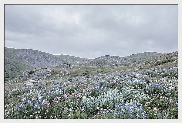 Summer Wildflower Explosion