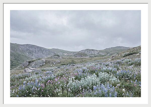 Summer Wildflower Explosion